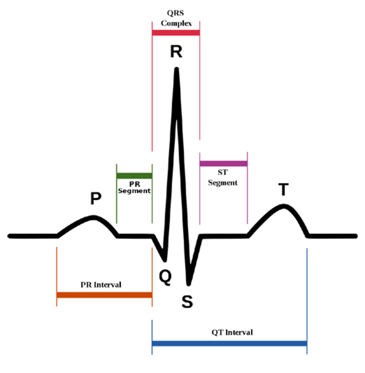 ECG Graph