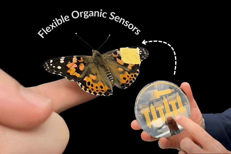 Flexible Organic Sensors