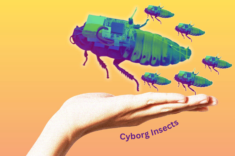 Cyborg Insect for Search and Rescue Operations